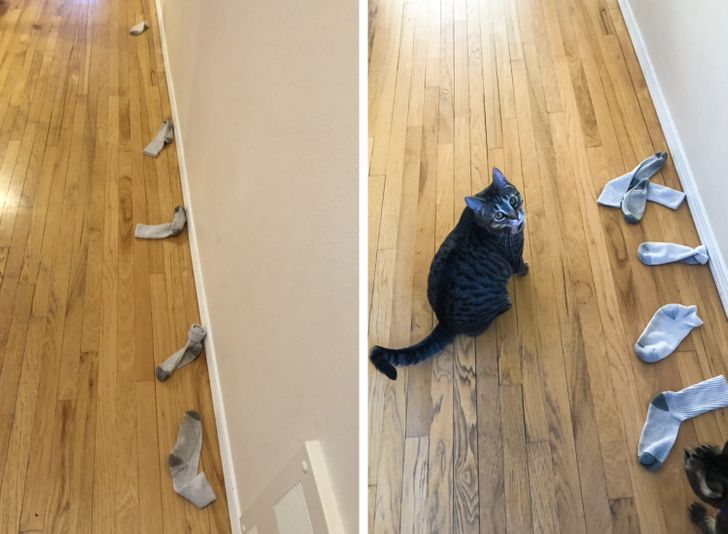 „Pisica mea continuă să alinieze șosetele fiului meu de 9 ani”