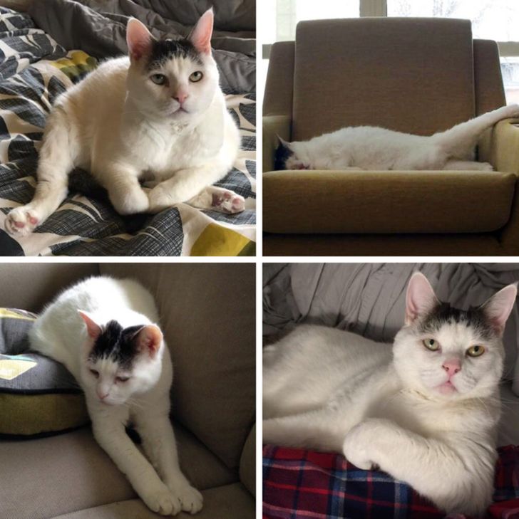 „Pisica mea a uitat să se comporte ca o... pisică”