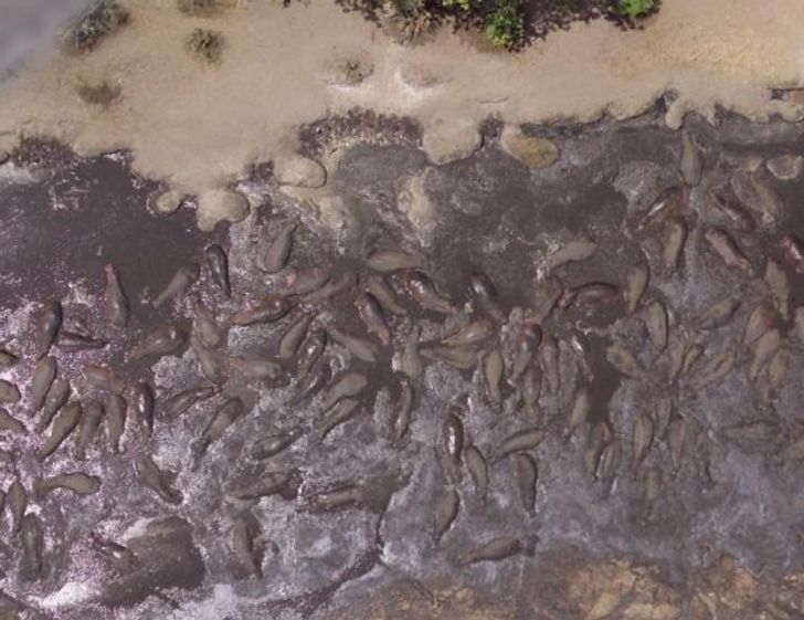 Hipopotami la scăldat