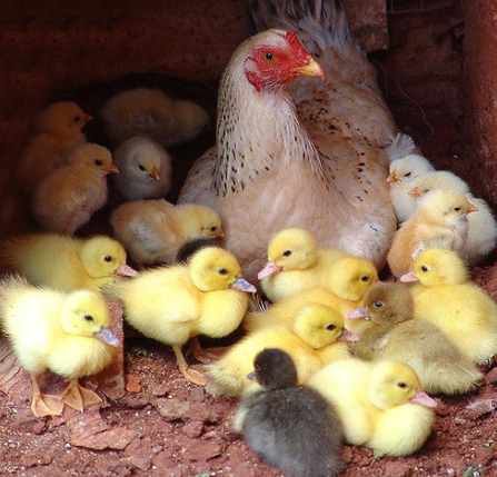 „A luat în grijă toți acești pui de rață fără să se gândeasă prea mult.”