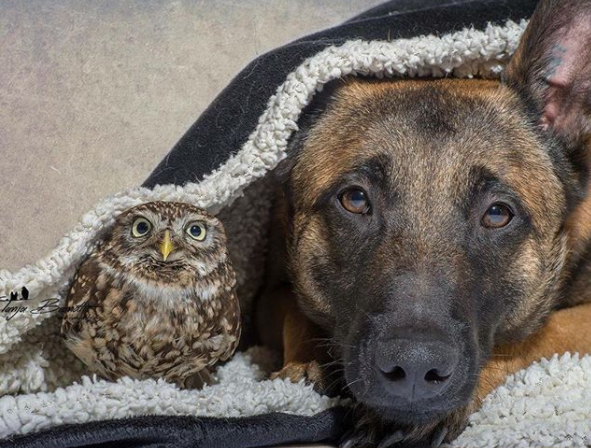 „Se înțeleg de minune!”