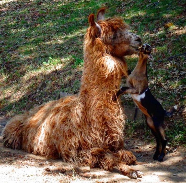 „Capra noastră și-a pierdut mama când era foarte mică și de atunci au fost de nedespărțit.”