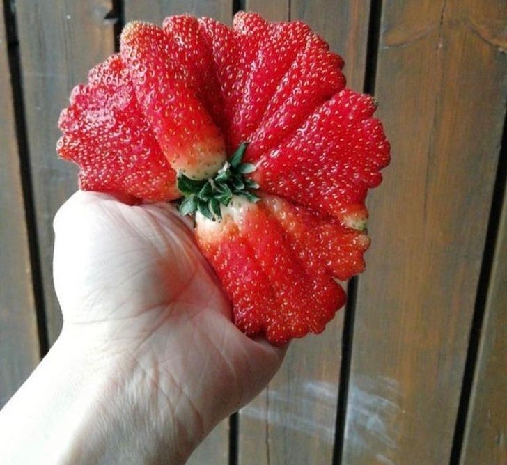 O căpșună uriașă.