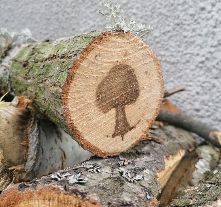 Un copac în interiorul unui alt copac.