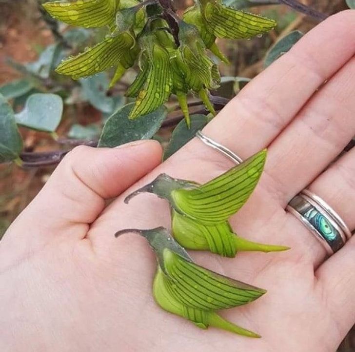 O plantă din Australia care are flori în formă de colibri.