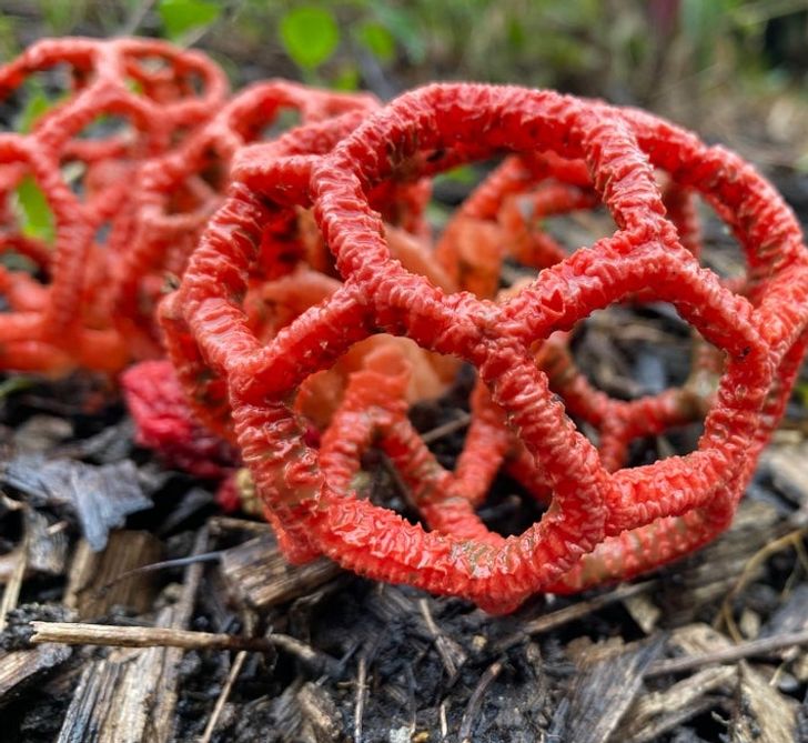 O ciupercă australiană în formă complicată.