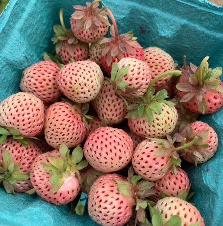 „Pineberries” sunt căpșuni albe care au gust de ananas.