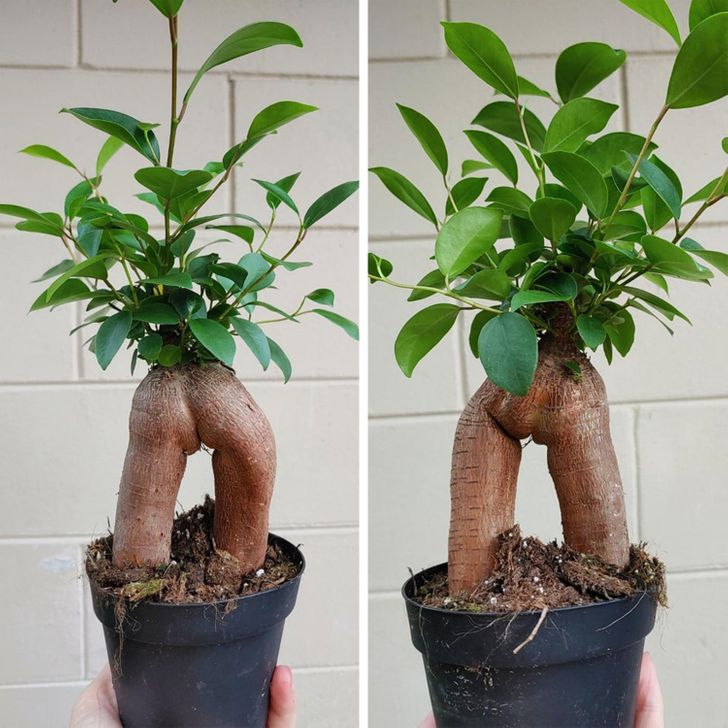 „Ficusul pe care l-am luat azi - sau poate m-a luat el pe mine?”