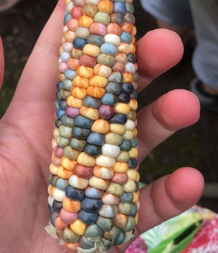 Porumbul curcubeu...