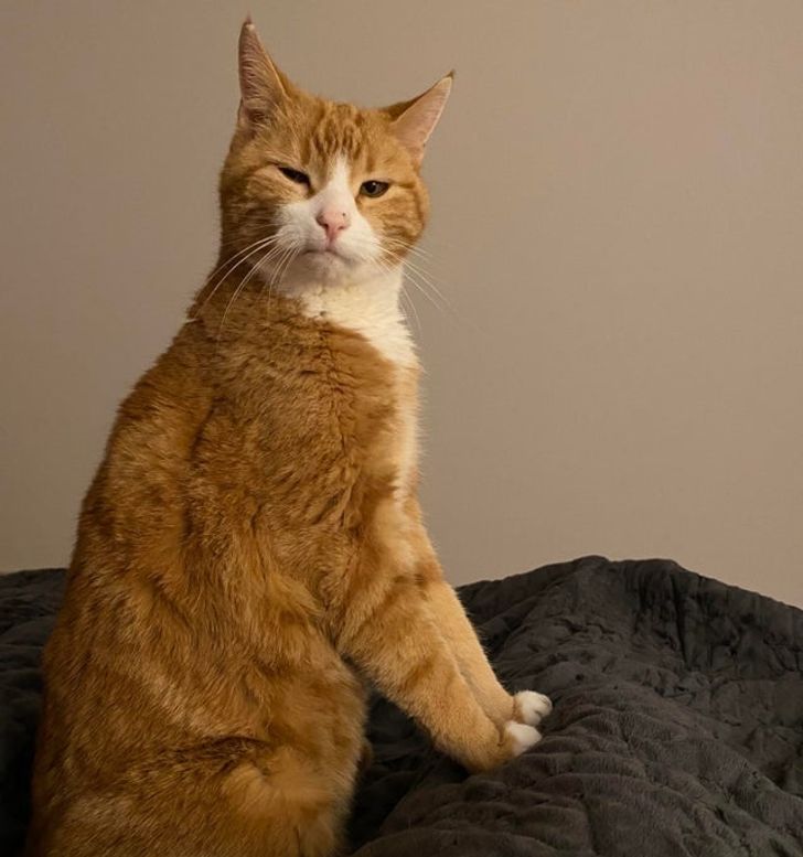 Când îți trezești pisica din greșeală