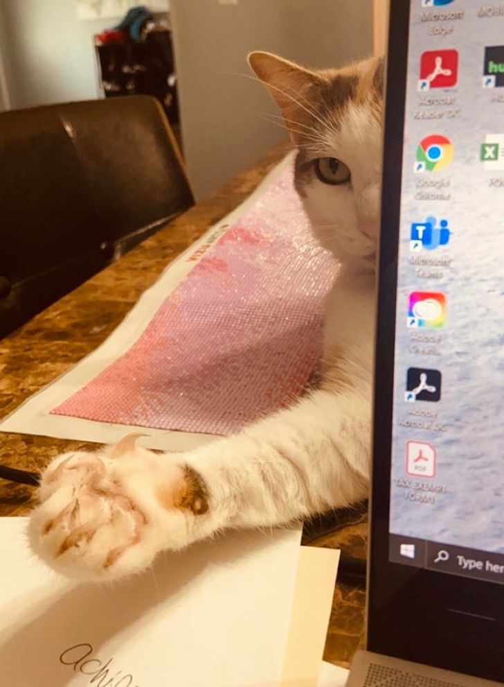 Cum transmite o pisicuța că vrea atenție