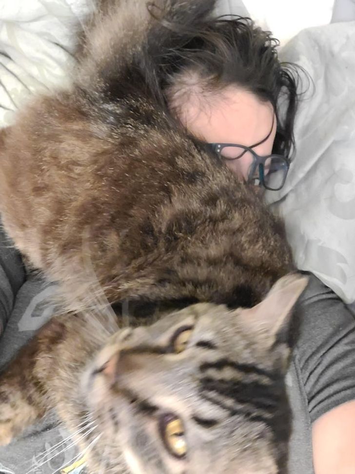 Spațiul personal este un concept străin pisicilor