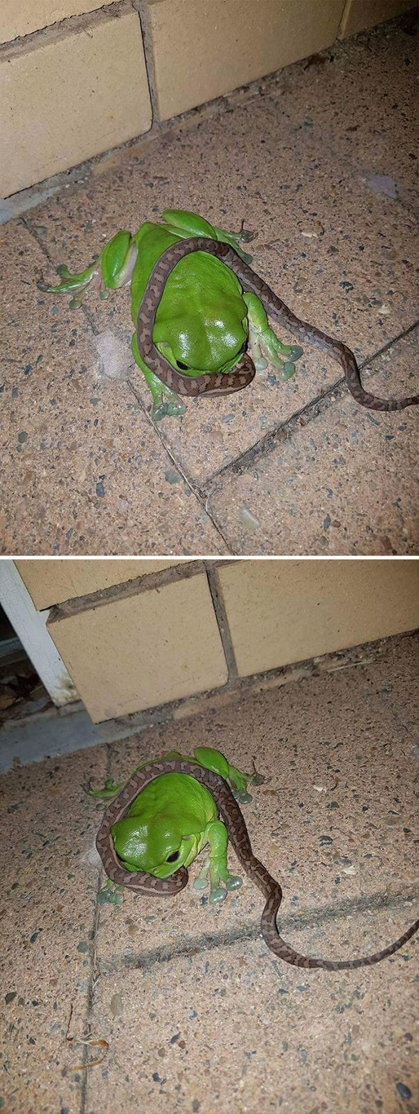 Numai în Australia broaștele mănâncă șerpi