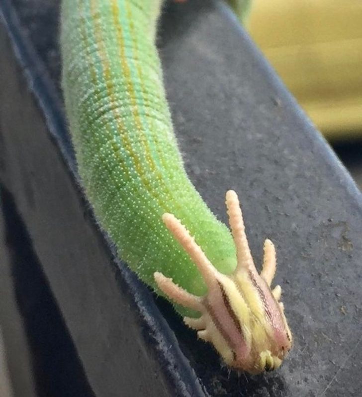 „Omida asta arată ca un dragon”