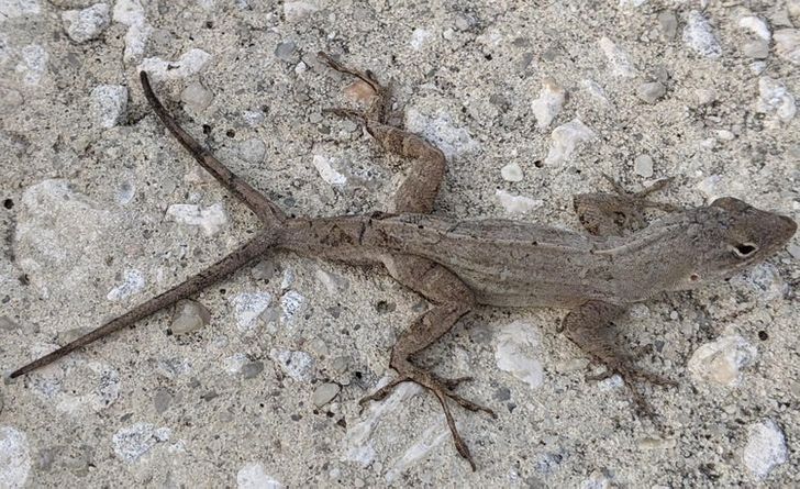 „Am găsit o șopârlă cu 2 cozi pe strada mea”