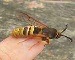 Aceasta este o molie lunară hornet, o specie care "imită" viespea pentru a supraviețui împotriva prădătorilor
