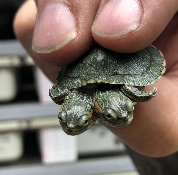 „Țestoasa asta cu două capete ne duce cu gândul la extratereștrii”