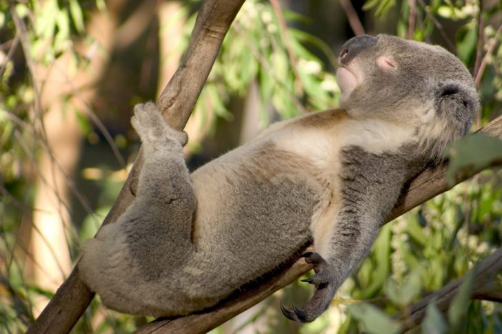 Ursul Koala