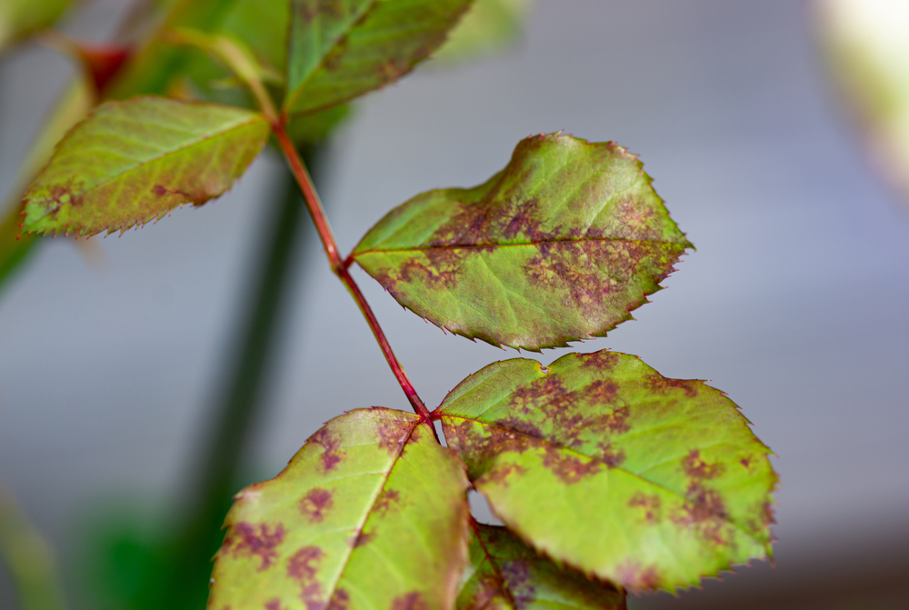 Luptă împotriva ciupercilor într-un mod ecologic