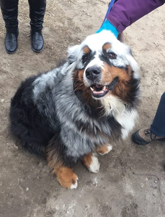 „Un Saint-Bernard cu vitiligo”