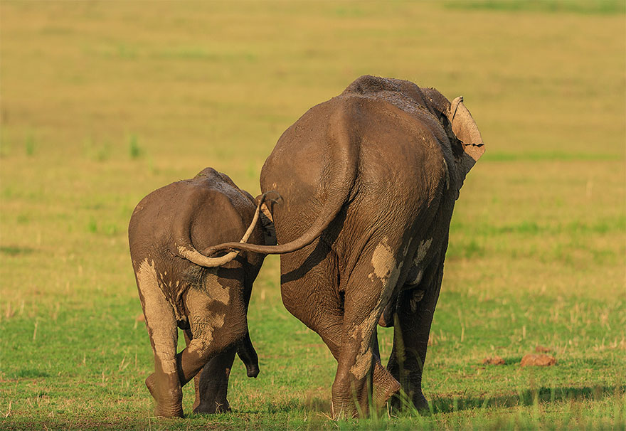 Cele mai amuzante fotografii cu animale din 2020
