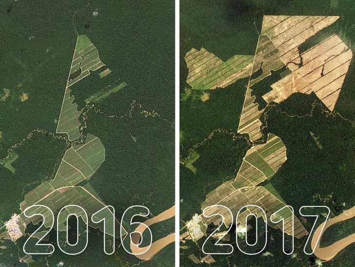 Defrișările în Bolivia cresc de la un an la altul