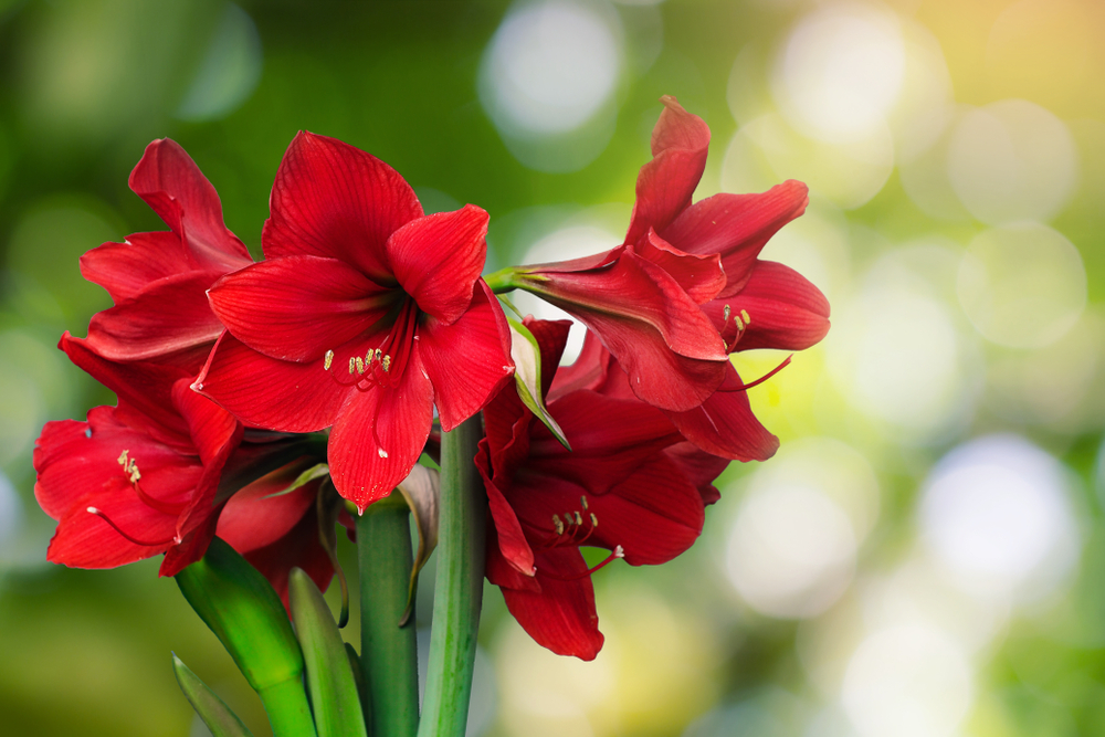 8. Amaryllis