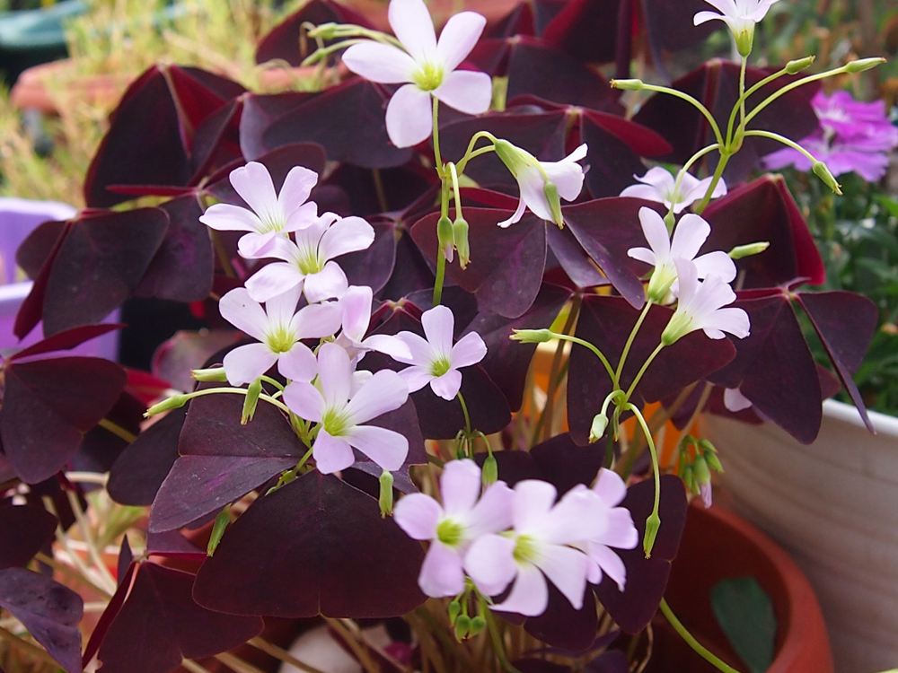 11. Oxalis