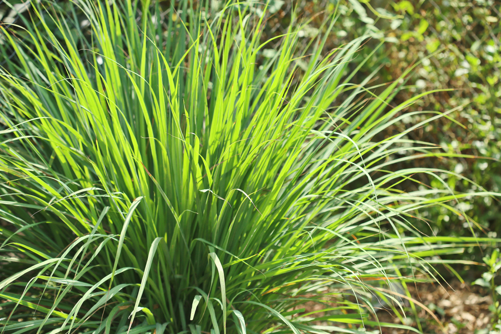 Lemon grass