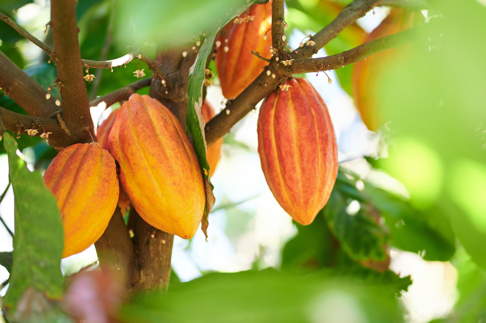 Cacao