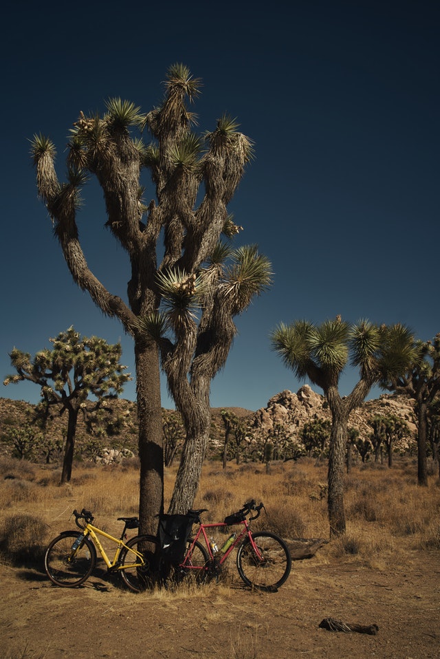 Parcul Național Joshua Tree, California, SUA