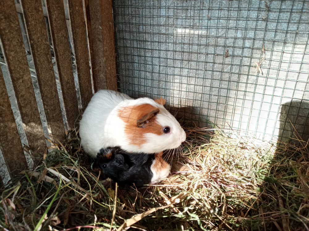 Porcușor de Guineea - 60 zile