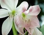 Amaryllis