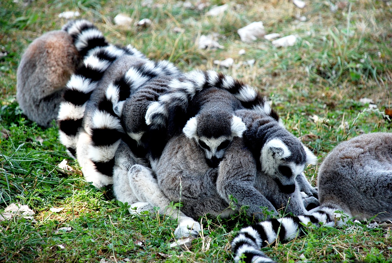 Lemur