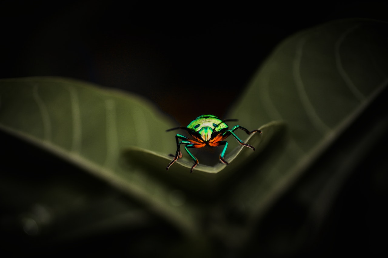 3. Insectele pot folosi conservele pentru a-și depune ouăle