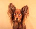 2. Russkiy Toy Terrier