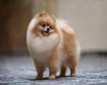 3. Pomeranian
