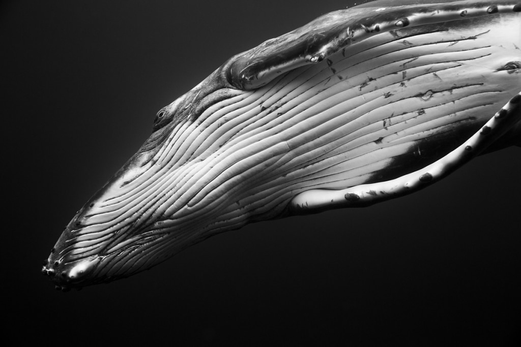 Fotografii care surprind măiestria balenelor cu cocoașă