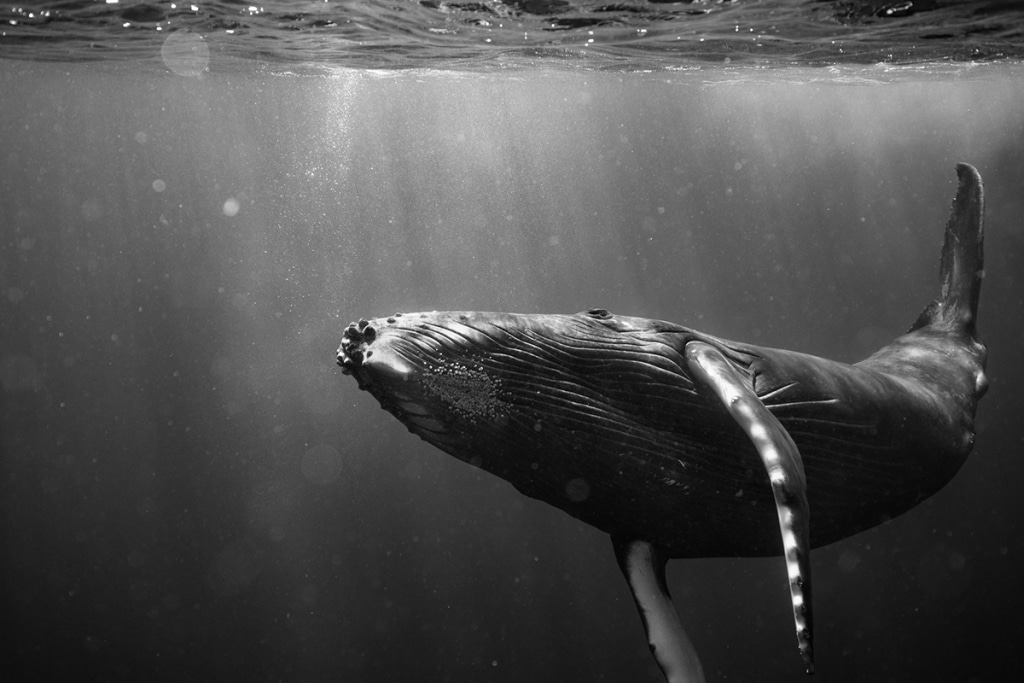 Fotografii care surprind măiestria balenelor cu cocoașă