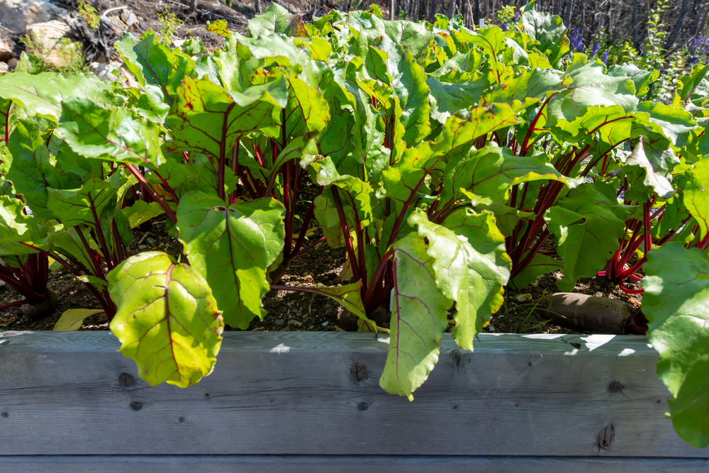 4. Sfecla elvețiană