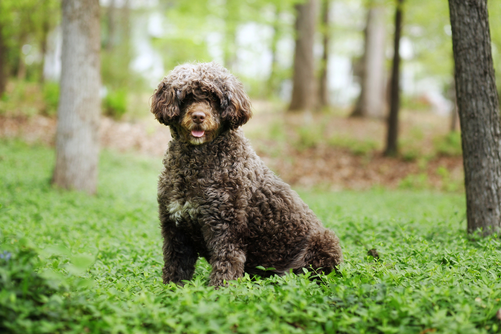 3. Portuguese Water Dog