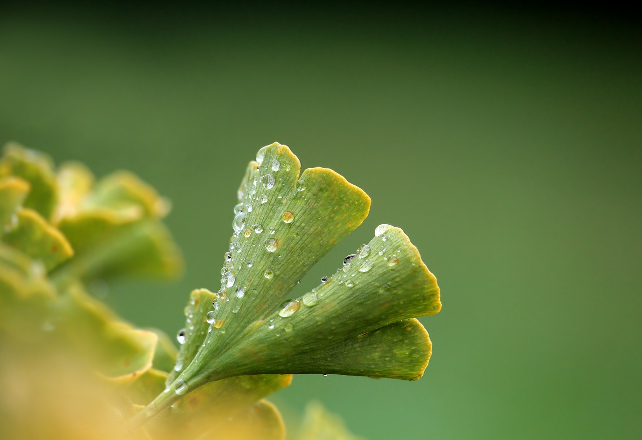 Îmbunătățește circulația