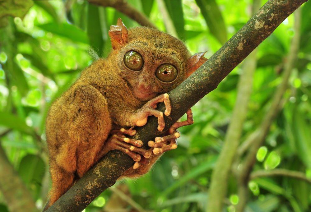 Maimuța Tarsier