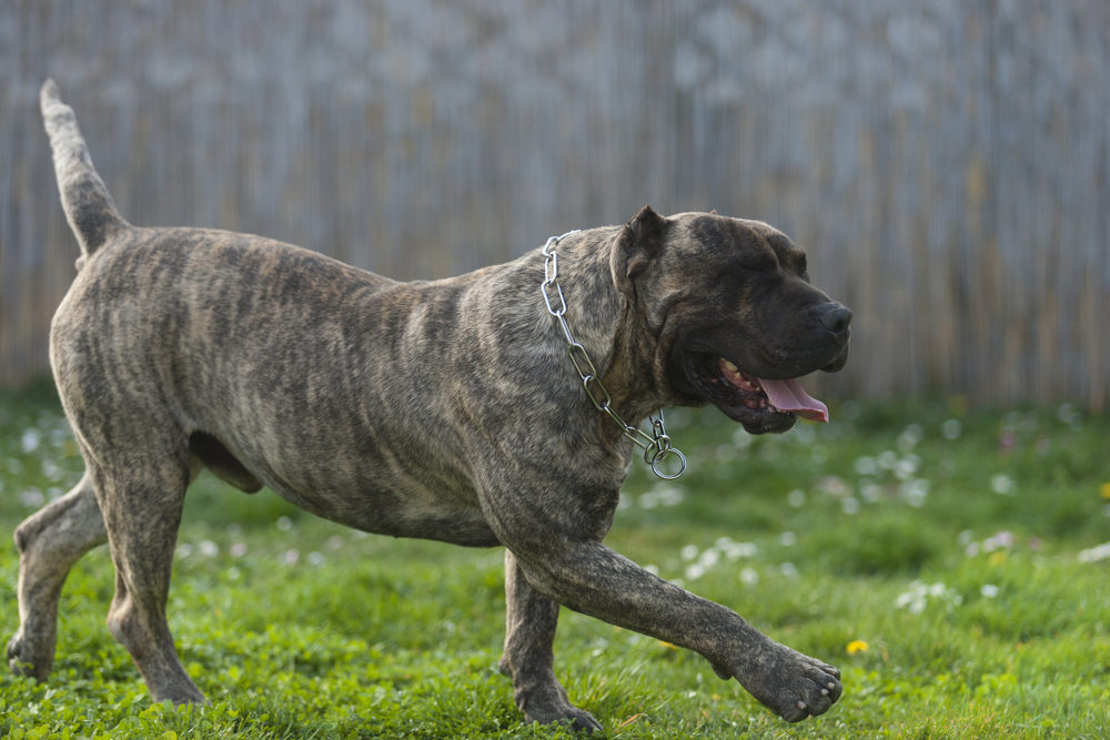 Presa Canario