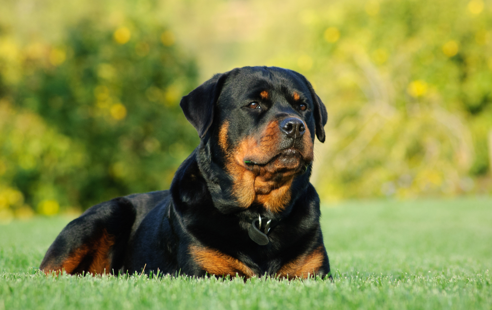 Rottweiler