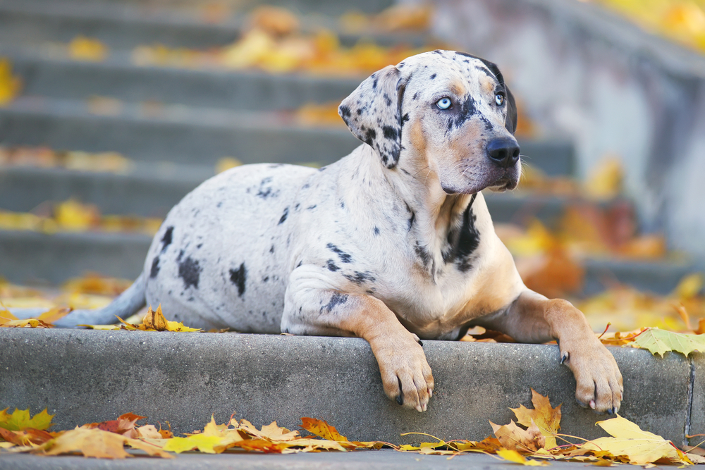 Rasa Leopard Catahoula de Louisiana