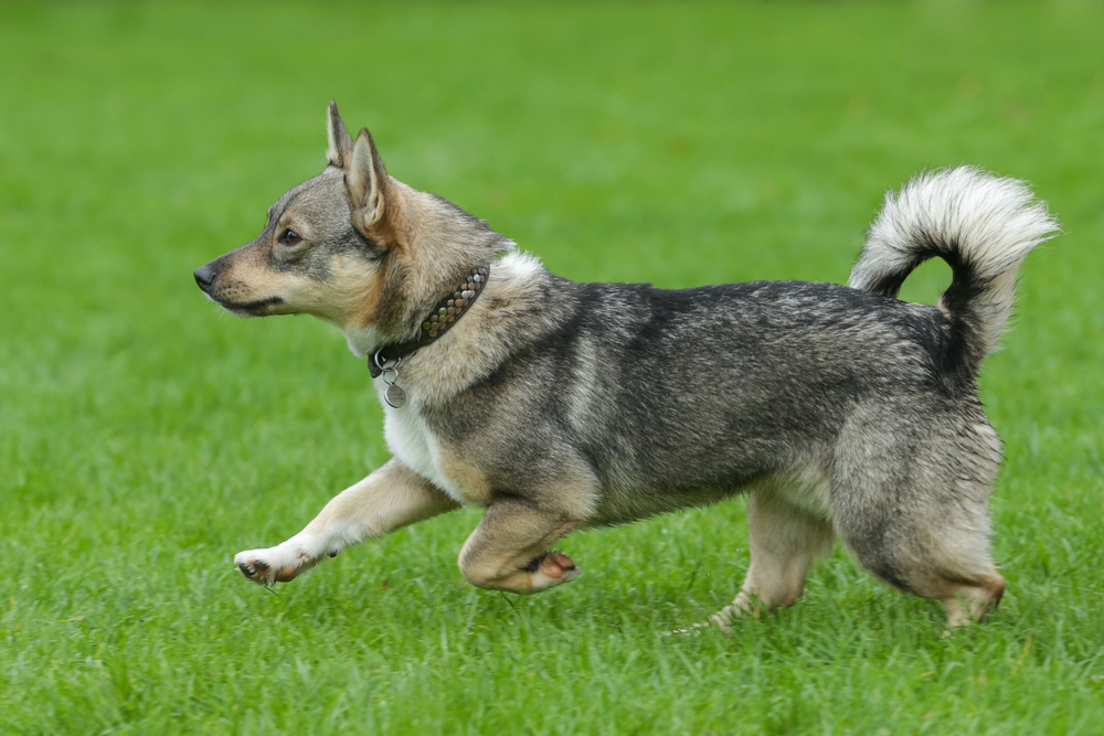 Rasa Vallhund