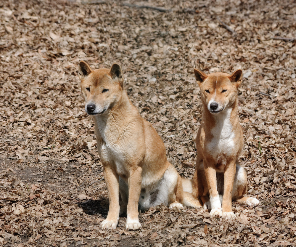 Câine cântător din Noua Guinee