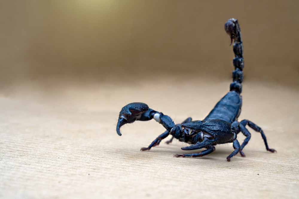 Scorpion