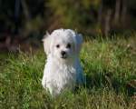 Bichon maltez